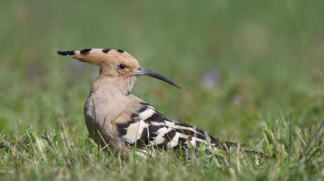 Le poids moyen d’un individu est de 51/80g. Photo Claude Nardin