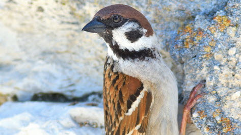 Moineau Friquet. Photo Claude Nardin