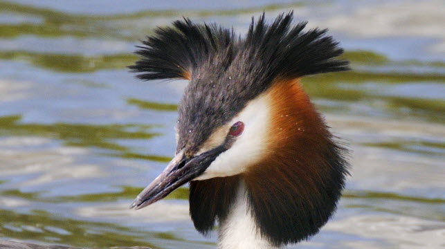 Le grèbe huppé. Photo Claude Nardin