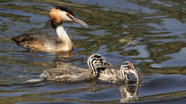 Le grèbe huppé avec ses poussins. Photo Claude Nardin