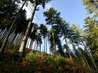 Records, curiosités géologiques, histoire... Testez vos connaissances sur les forêts de nos départements