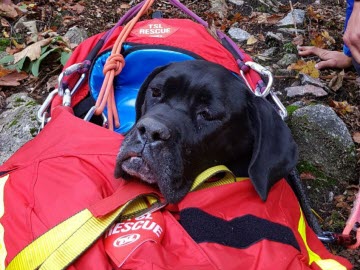 Le chien Zeus, recherché depuis une semaine à la Schlucht, a été retrouvé vivant