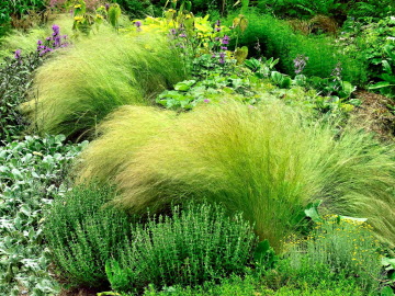 Voici pourquoi vous devez tout le temps avoir des graminées dans votre jardin !