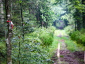 Disparition de Lina : la forêt d’Anould à nouveau accessible aux randonneurs