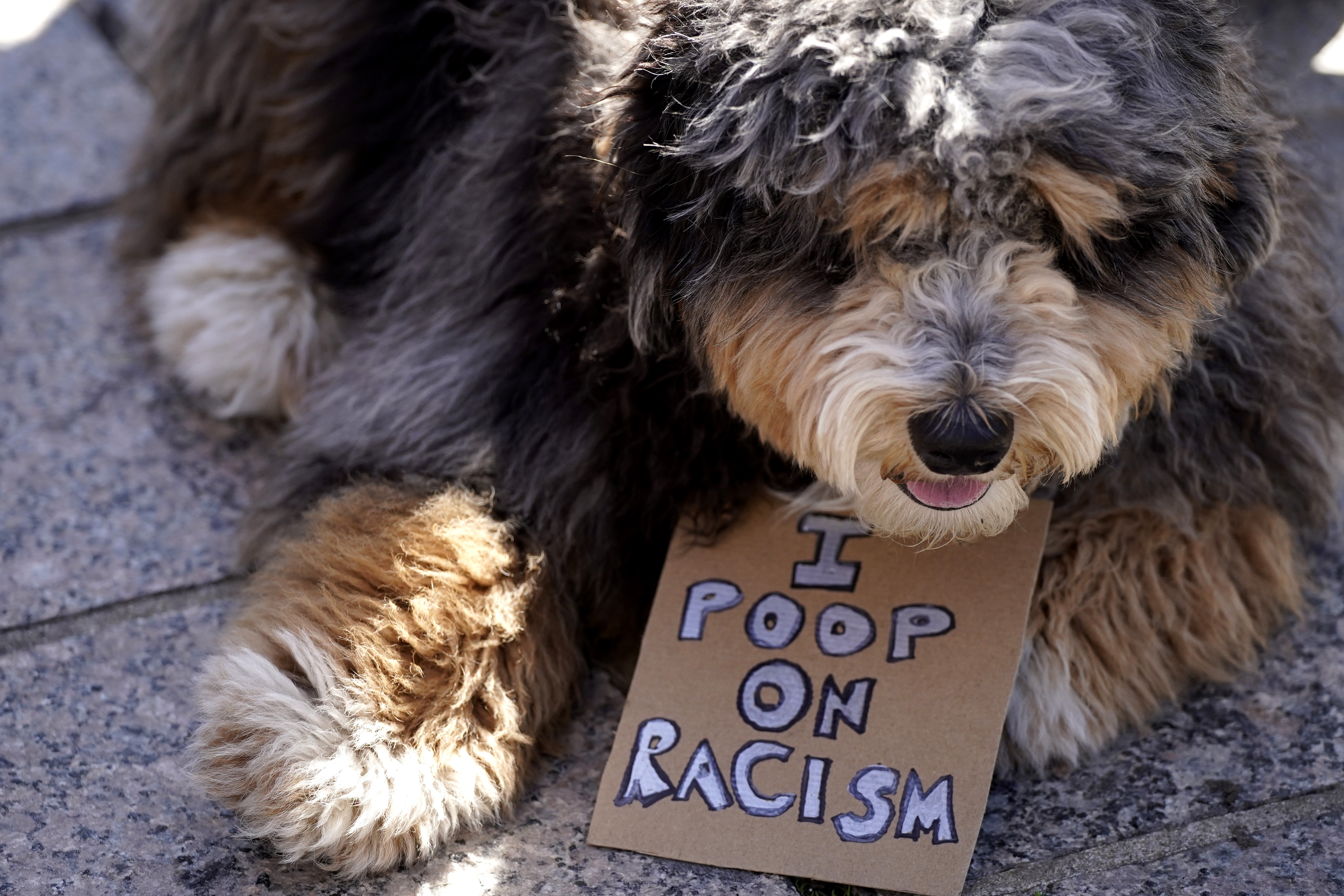 A dog with a sign is seen as people march during a rally to support Stop Asian Hate for AAPI at the Logan Square Monument in Chicago, Saturday, March 20, 2021.