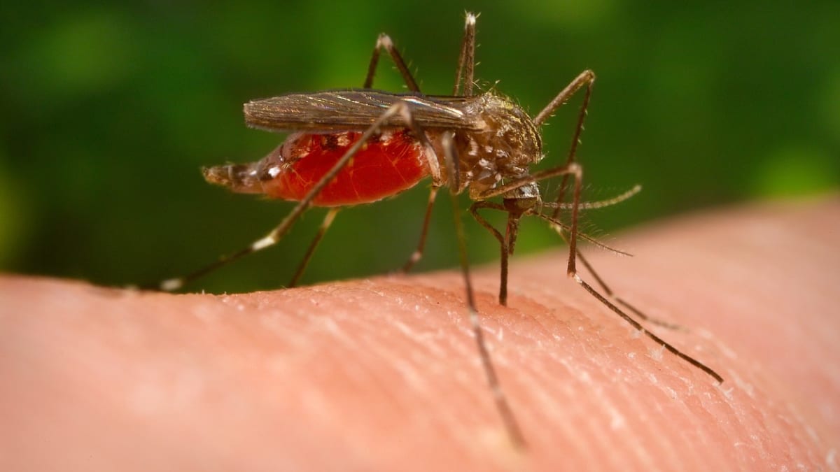 Aedes japonicus japonicus, nebezpečný komár, který se objevil na Slovensku.