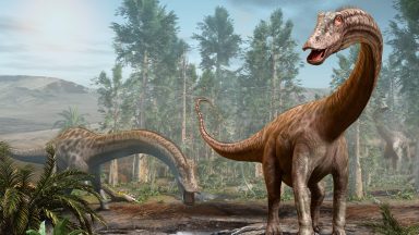 Image of two large, long necked dinosaurs in a forest.