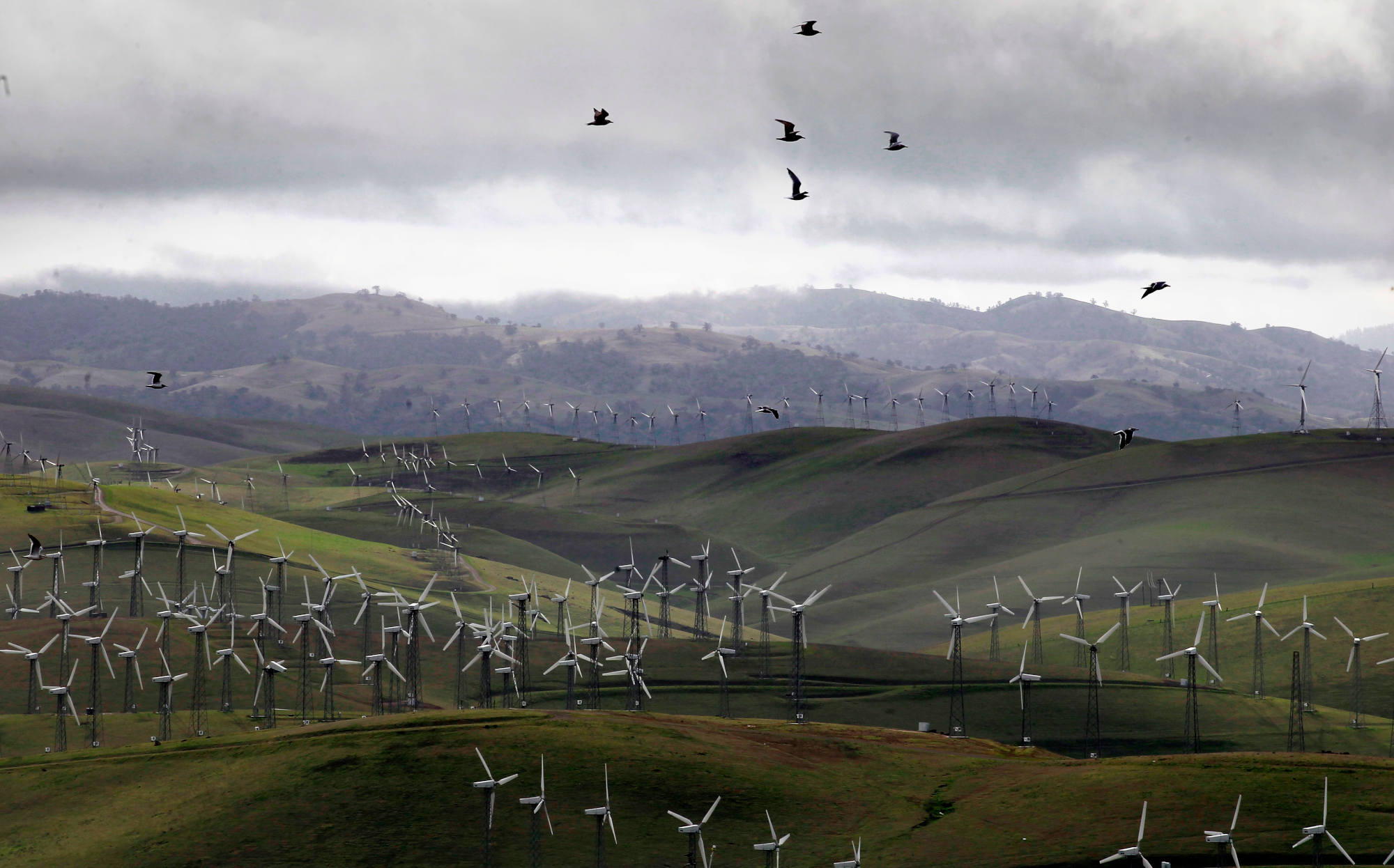 Turbines in California's Altamont Pass