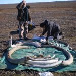 Image of two people standing next to a tarp covered in tusks.