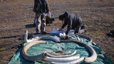 Image of two people standing next to a tarp covered in tusks.