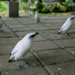 Several breeded Bali myna or Bali starling (Leucopsar rothschildi) seen on the ground after being released at conservation site in Tabanan, Bali, Indonesia .