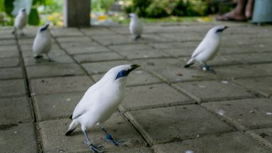 Several breeded Bali myna or Bali starling (Leucopsar rothschildi) seen on the ground after being released at conservation site in Tabanan, Bali, Indonesia .