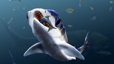 Image of an odd looking shark swallowing a smaller fish.