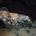 A cuttlefish swims in an aquarium