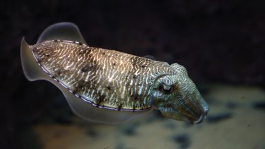 A cuttlefish swims in an aquarium