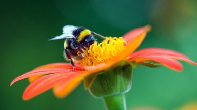 Bumblebee on a flower