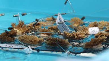 Coral fragments in a nursery