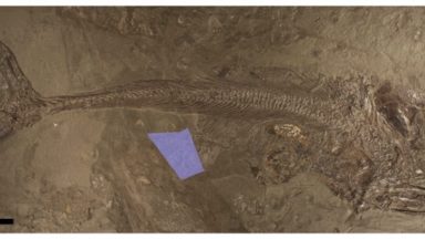 Image of a fossilized fish in brownish rock.