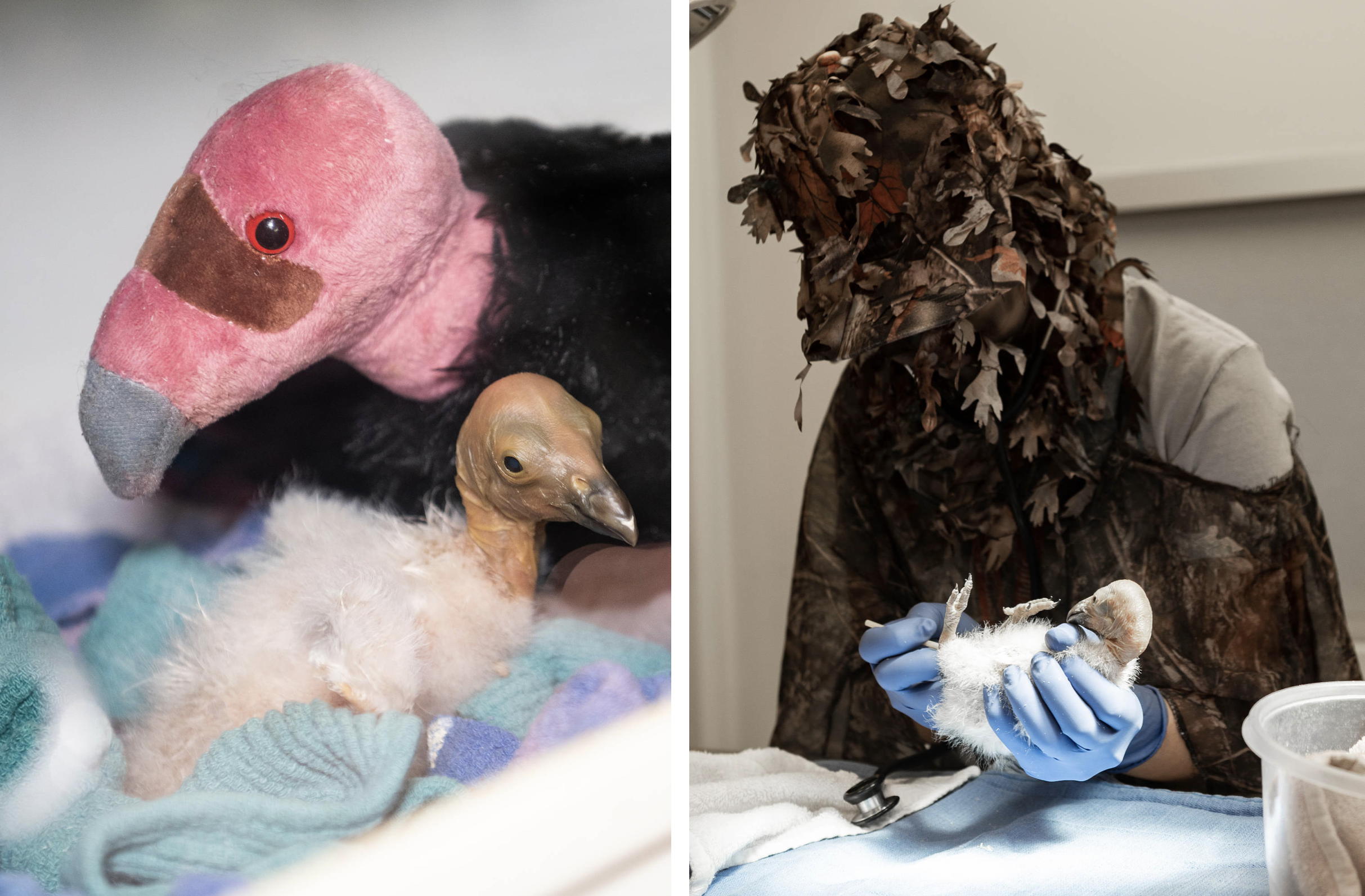 condor chick being cared for