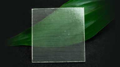 a transparent piece of wood on top of a green leaf