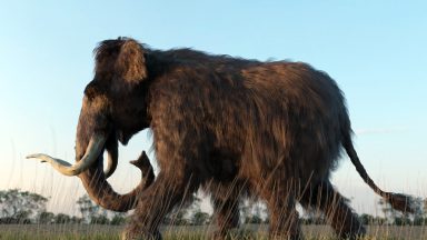 A 3D illustration of a Woolly Mammoth walking across a field in the sunset.