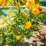 Hands cutting yellow flowers with scissors