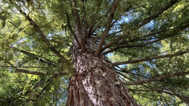 view of redwood tree canopy from below