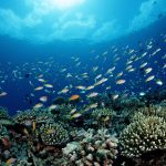 Image of a large school of fish above a reef.