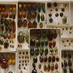 A box of beetles