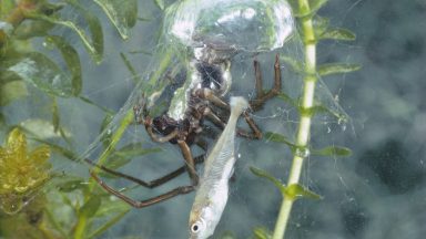 Diving bell spider