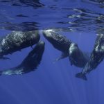 A group of sperm whales and remora idle near the surface of the ocean.