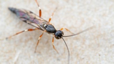 Parasitoid wasp