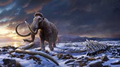 A dark, snowy vista with a single mammoth walking past the rib cage of another of its kind.