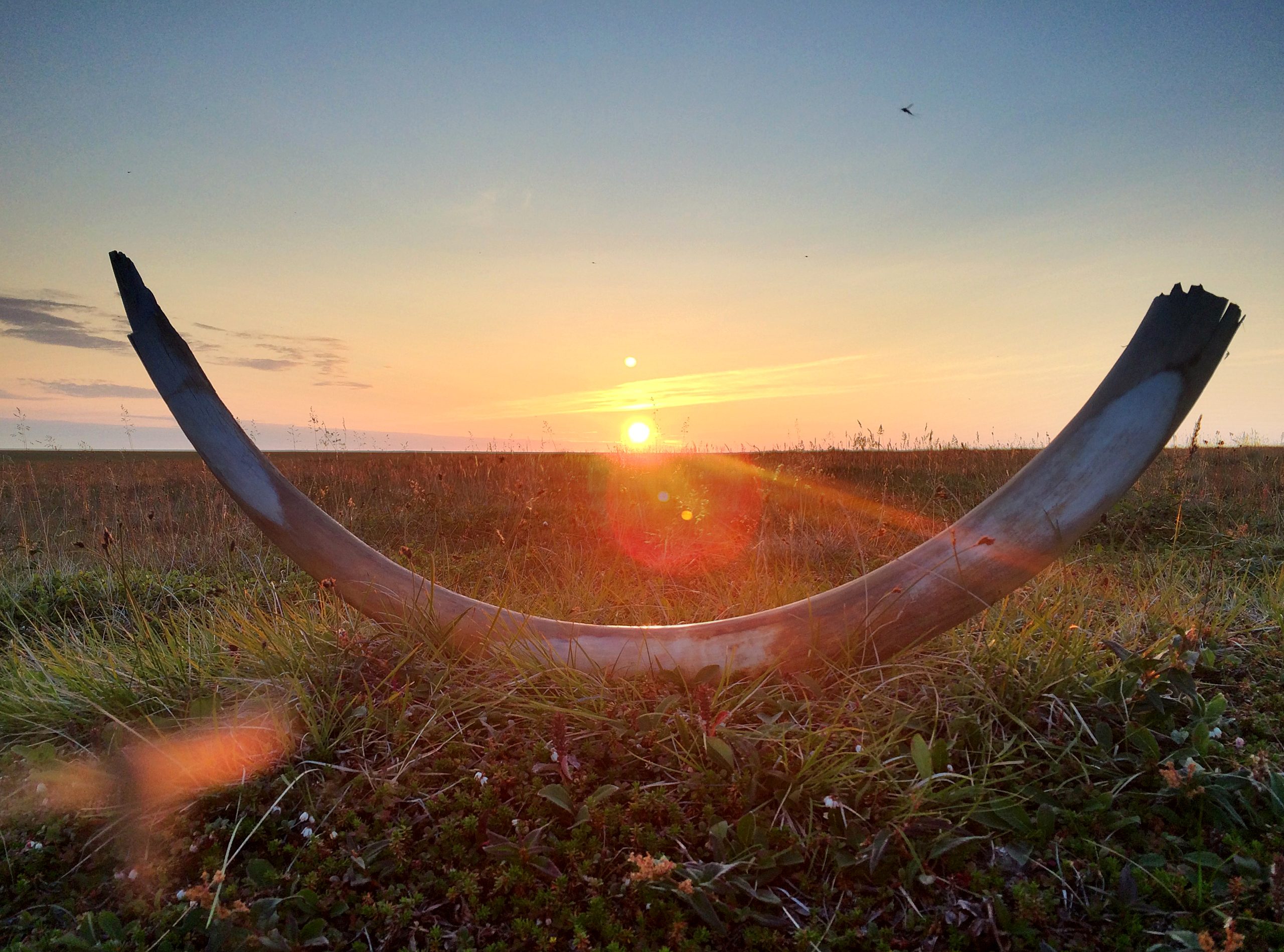 Image of a mammoth tusk placed on the tundra in front of an orange sunset.