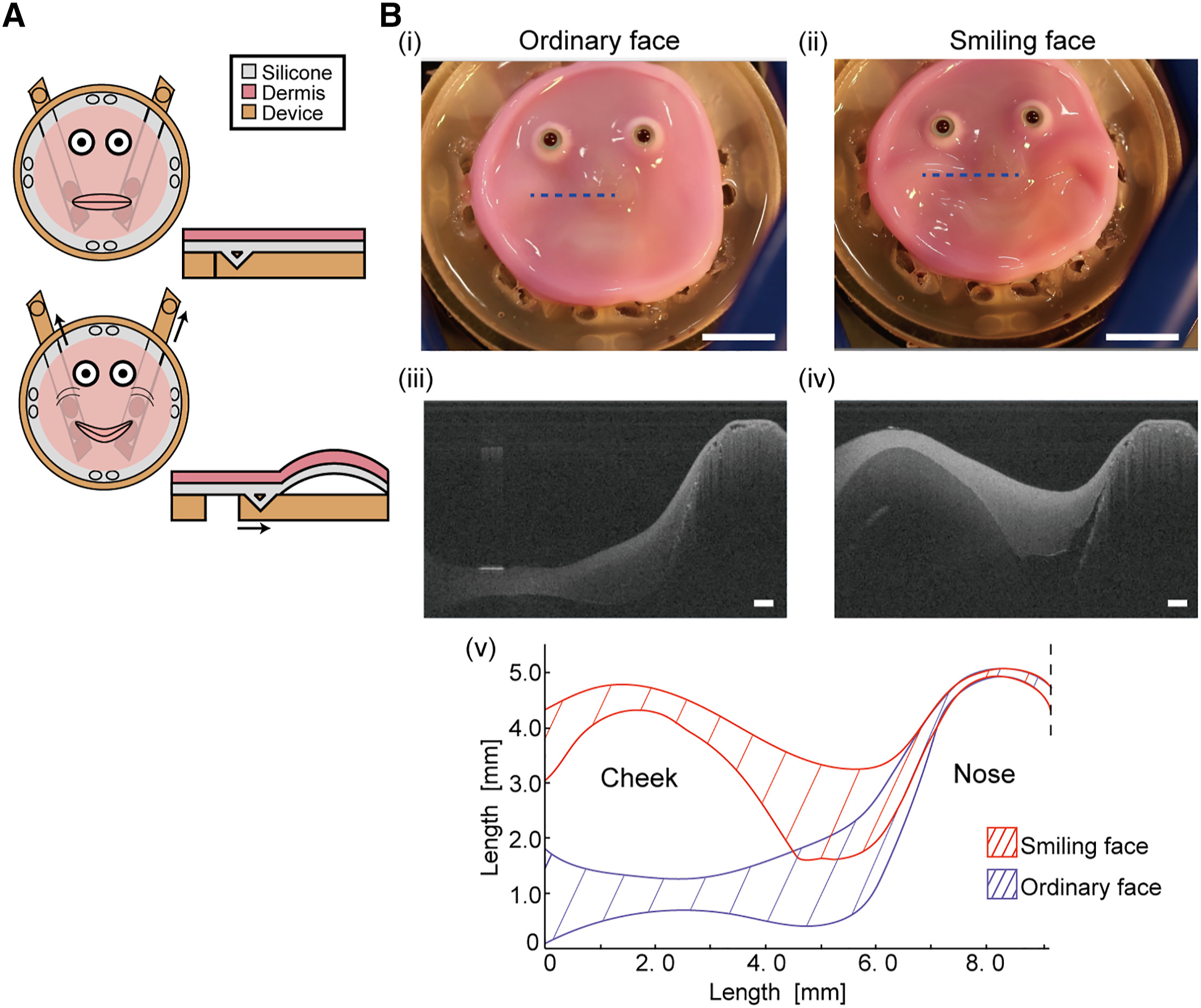 "The smiling robotic face covered with dermis equivalent demonstrating actuation of the dermis equivalent via the perforation-type anchors."