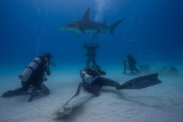 underwater camera crew filming a hammerhead shark in the background