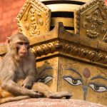 A Rhesus macaque on a Buddhist stupa in the Swayambhunath temple complex in Kathmandu, Nepal