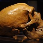 A large, brown-colored skull seen in profile against a black background.