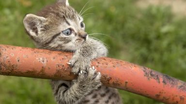 kitten latches on to a pole with its two front paws