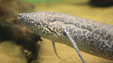 Image of the front half of a fish, with a brown and cream pattern and long fins.