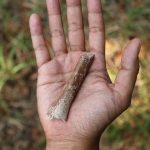 Image of a small fossil bone in the palm of a person's hand.