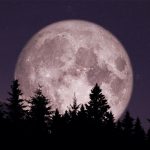 Image of a full Moon behind a dark forest of fir trees.