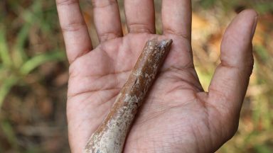 Image of a small fossil bone in the palm of a person's hand.