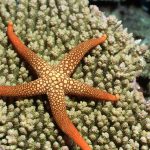 A five-armed starfish, with orange and yellow colors, stretched out across a coral.