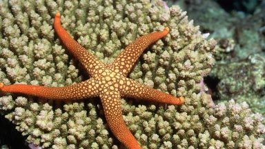 A five-armed starfish, with orange and yellow colors, stretched out across a coral.