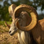 Photo of a A male argali sheep in the wild.