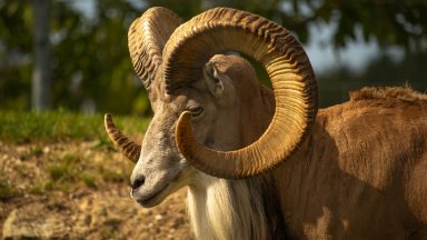 Photo of a A male argali sheep in the wild.