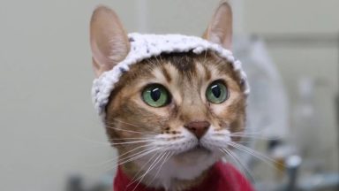 A cat wearing a crocheted hat custom-made to record brain activity