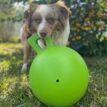 dog holding large lime green bouncy ball by the handle in its mouth