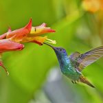 Golden-Tailed Sapphire Hummingbird about to extract nectar from a yellow and red flower